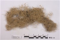 藏品(菘蘿屬)的圖片